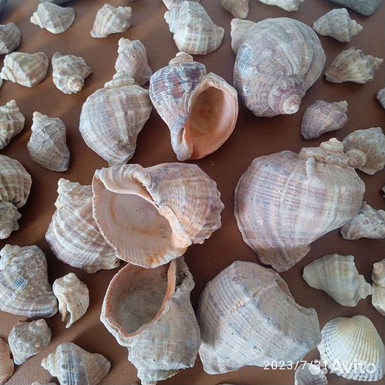Морские ракушки, раковины, камни. Цена за всё