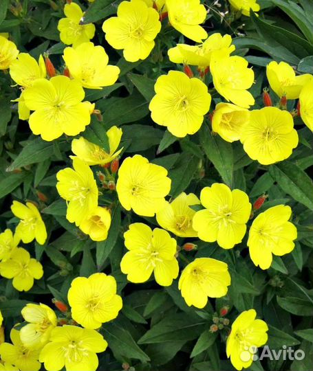 Многолетники