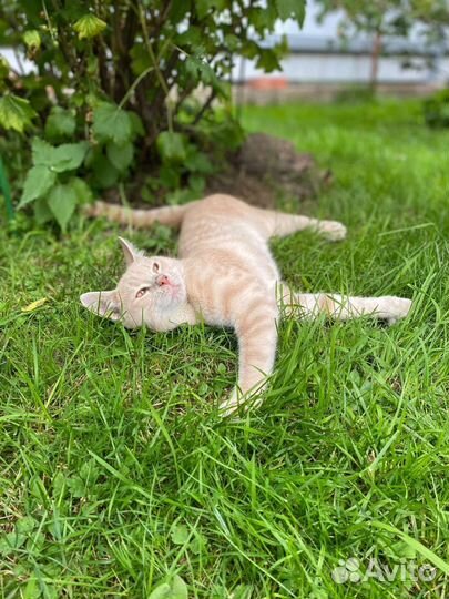 Хикару особенный котёнок в добрые руки бесплатно