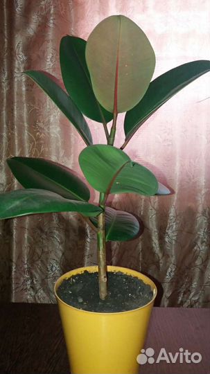 Фикус каучуконосный