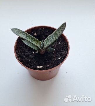 Гастерия суккулент