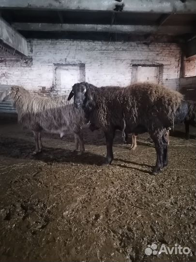 Баранов бычков