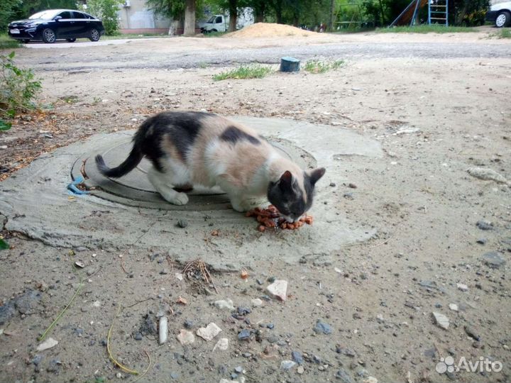 Кошка ищем передержку или добрые ручки