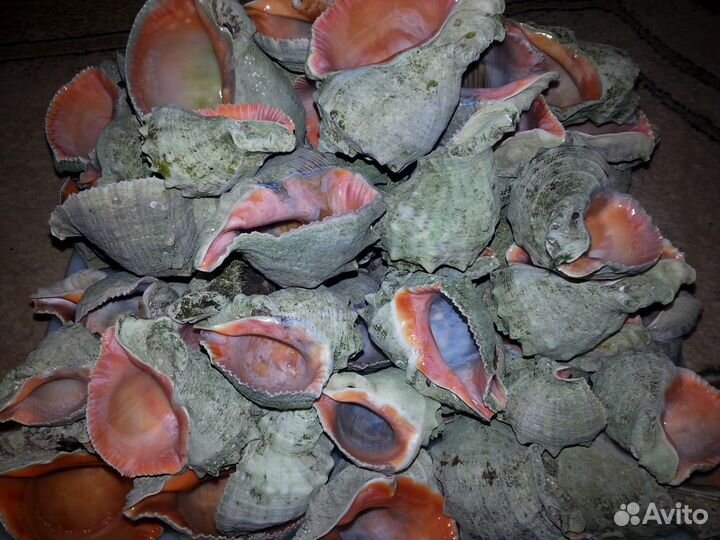 Ракушка рапан