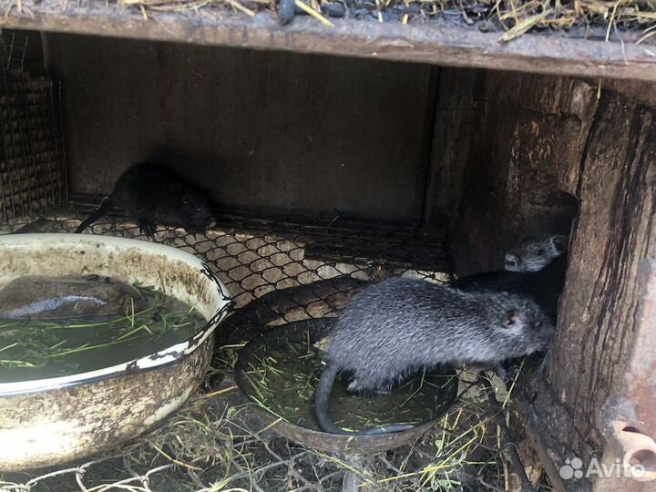 Нутрии малыши