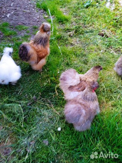 Продам куриц и петухов породы китайская шëлковая