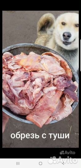Корм для собак и кошек