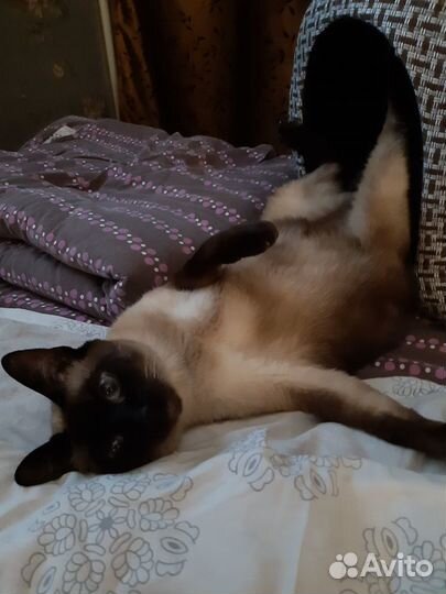 Домик для кошки