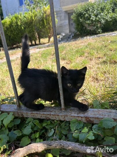 Котята бесплатно