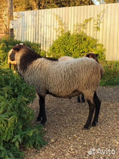 Романовский баран на племя. Чистокровный