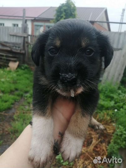 Собаки бесплатно