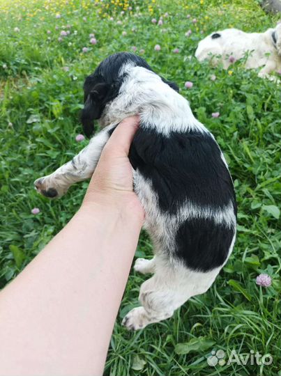 Щенки русского спаниеля