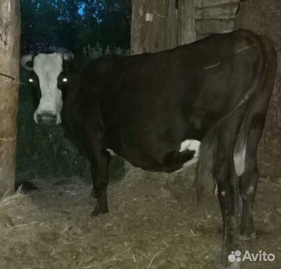 Корова на мясо