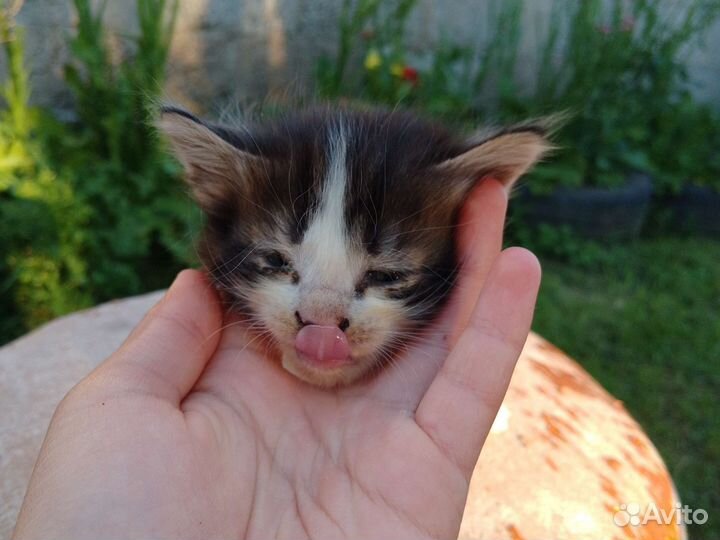 Сибирская кошка