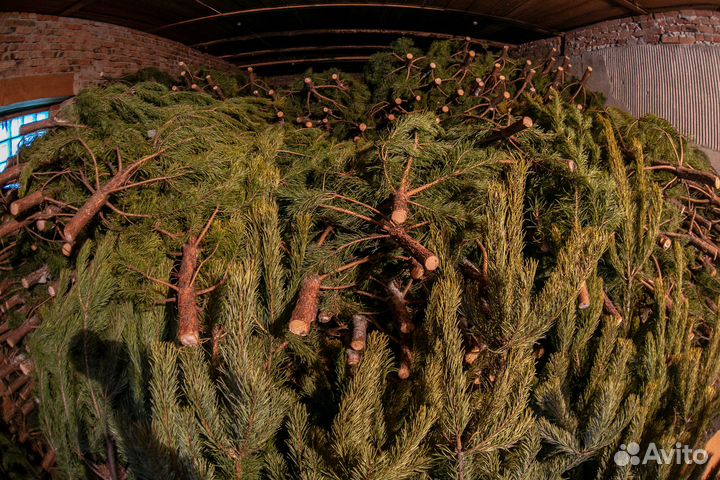 Сосна новогодняя опт