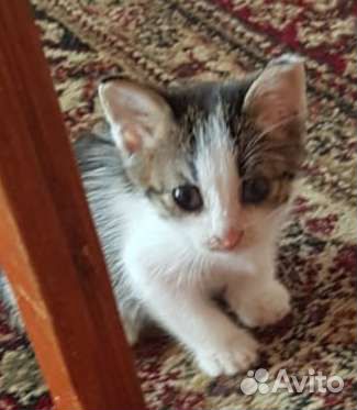 Котятки в добрые руки