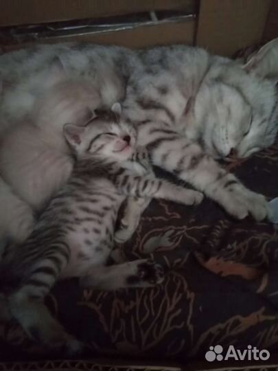 Шотландская кошка