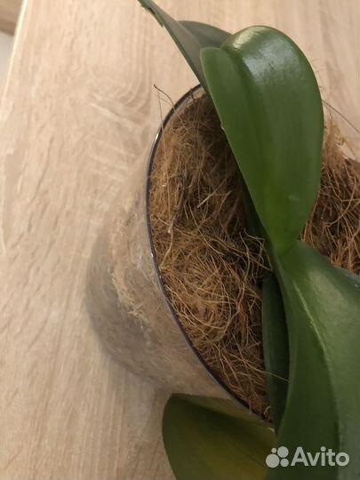 Орхидея с горшком