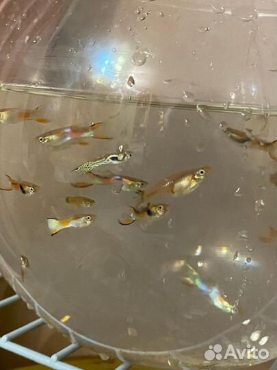 Гуппи. Аквариумные рыбки