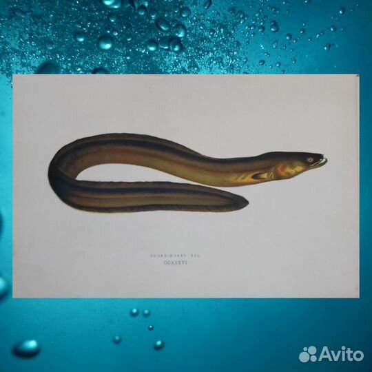 Антикварные литографии Рыбы 1862