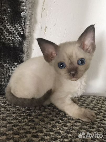 Котята девон-рекс