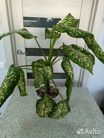 Диффенбахия, фикус, драцена, пальмы