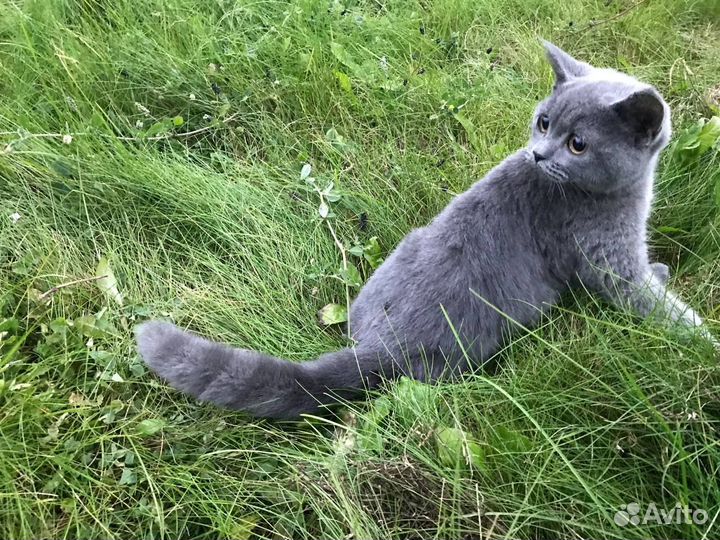 Котенка, кошечка котенка в хорошие руки