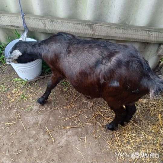 Коза нубийская