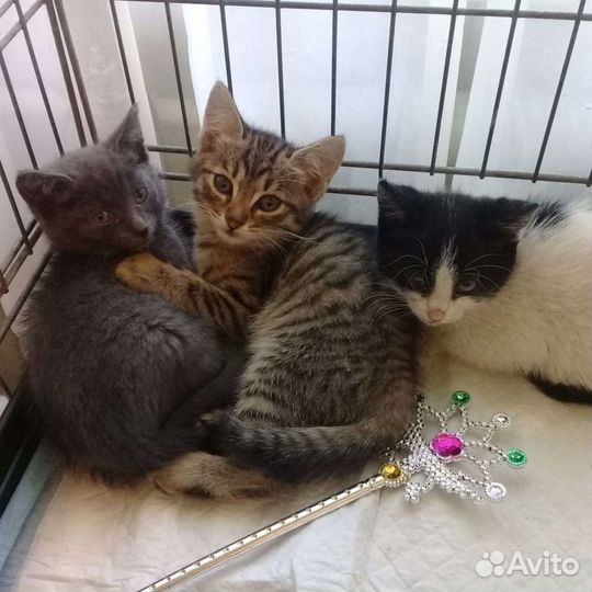 Котята