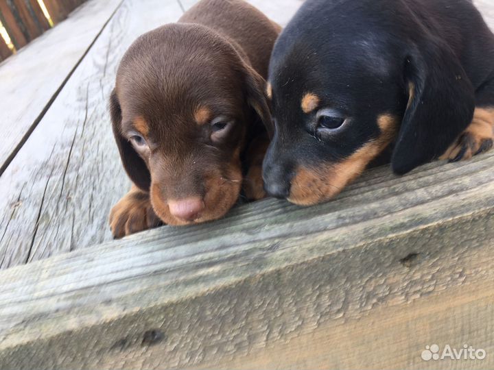 Щенки таксы