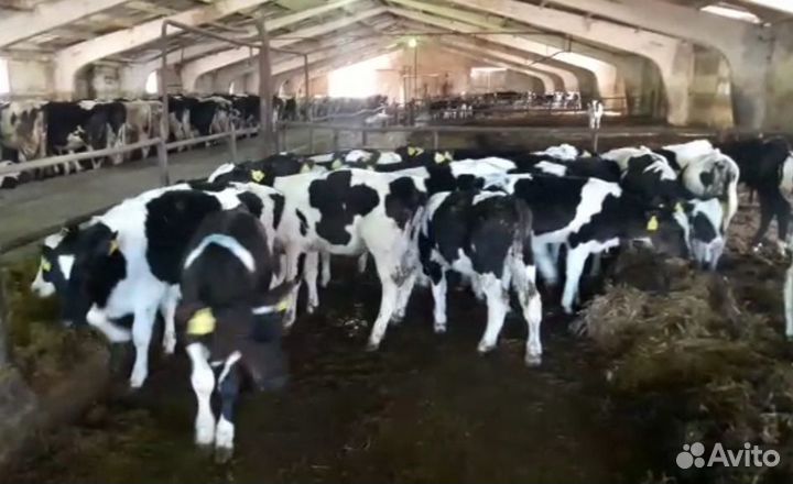 Бычки телята свежий завоз