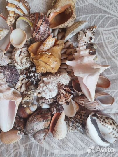 Морские ракушки раковины пакетом 1,5 кг