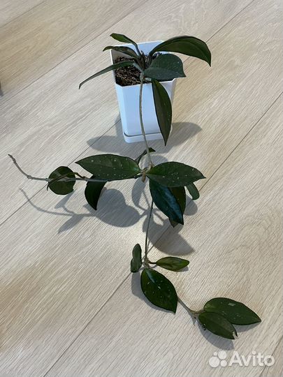 Цветы комнатные (набор)