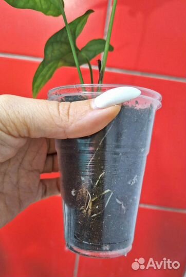 Cercestis Mirabilis (Ректофилум)