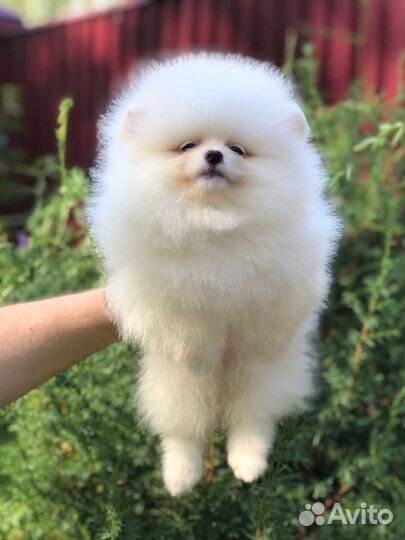 Померанский шпиц медвежьего типа