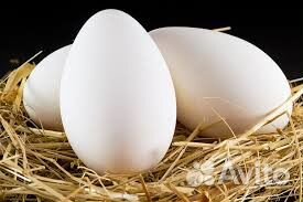 Домашнее яйцо