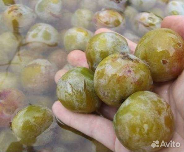 Саженцы слива медовая