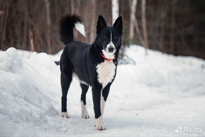 Лайка