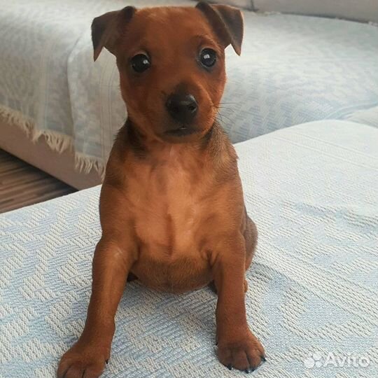 Щеночки минидобермана