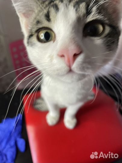 Котенок в добрые руки бесплатно