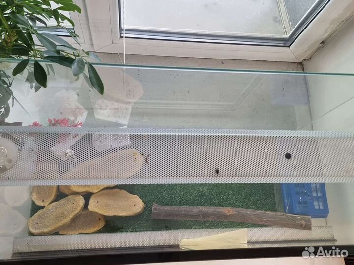 Террариум для рептилий бу