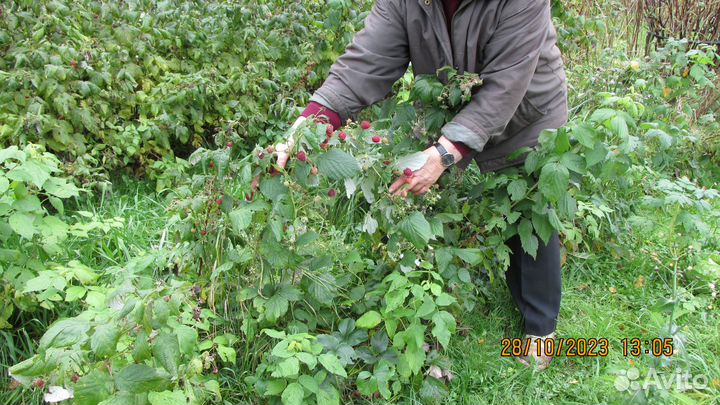 Саженцы малины