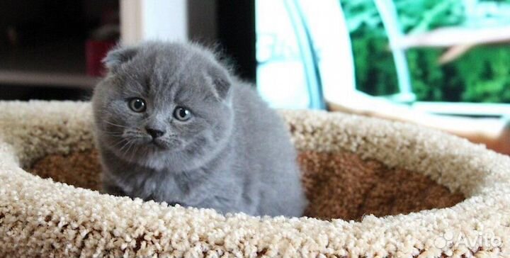 Шикарные голубые вислоухие котики и кошечки