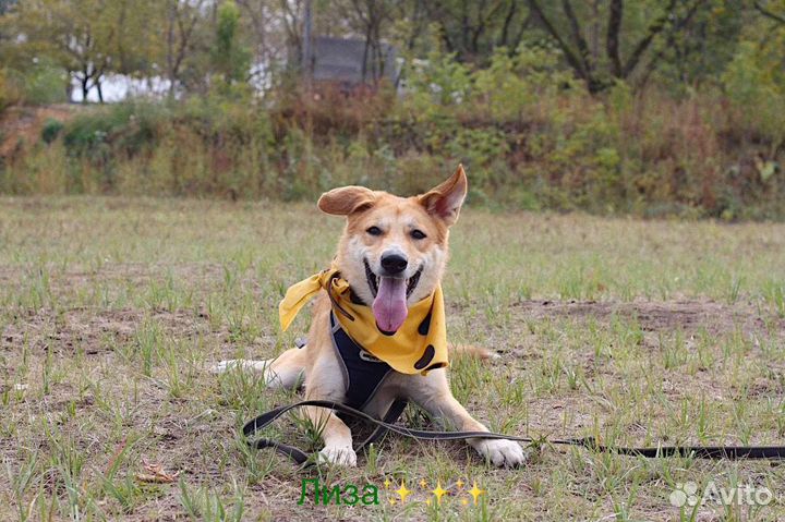 Привязали к дереву и бросили.Ей не место в клетке