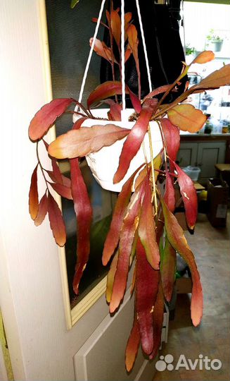 Традесканция силламонтана, эписция, эпипремнум,др