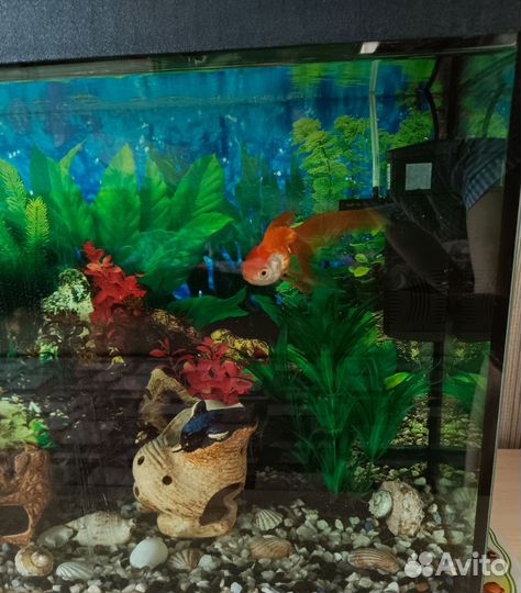 Аквариум