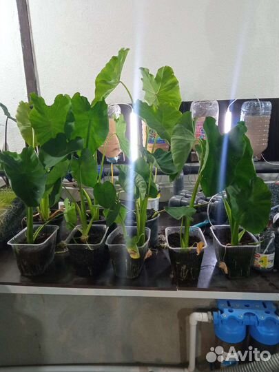 Колоказия Слоновое Ухо опт -розница