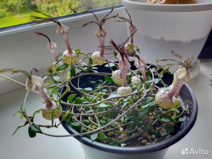 Церопегия Симона Грин форм