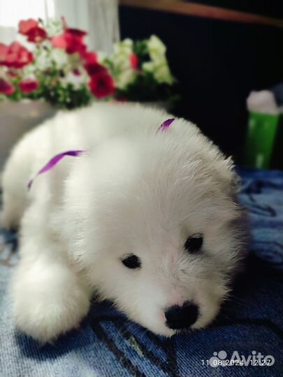 Щенки самоедской лайки для фотосессии