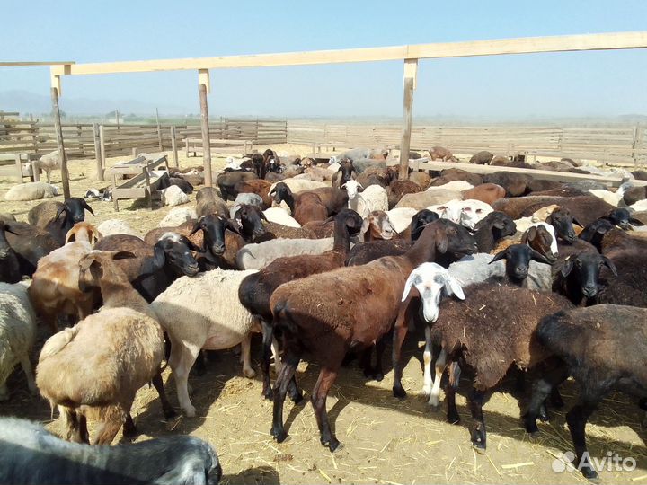 Бараны овцы